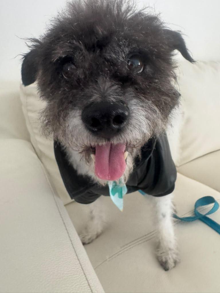 Enlarge Scruffy, a Adopted mixed breed in Miami, FL image 3/5