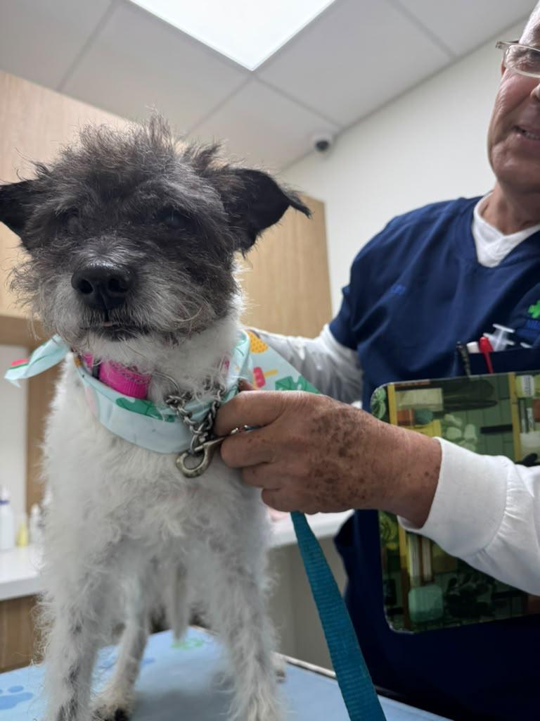 Enlarge Scruffy, a Adopted mixed breed in Miami, FL image 4/5