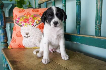 Enlarge Daisy Dukes, an adopted mixed breed in San Antonio, TX image 1/1