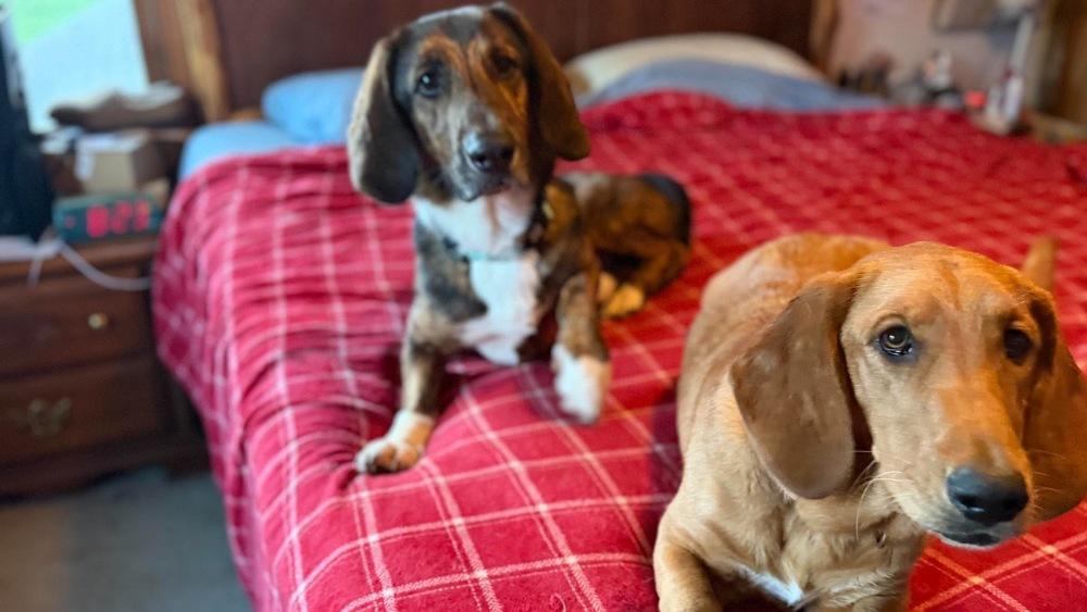 Bob, Adoptable, Adult Male Basset Hound.