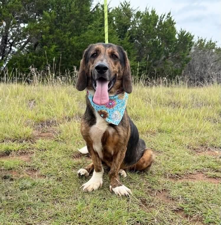 Enlarge Bob, a Adoptable Basset Hound in Rockland, WI image 2/6