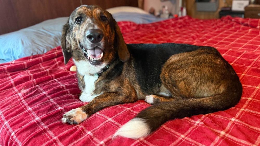 Enlarge Bob, a Adoptable Basset Hound in Rockland, WI image 2/6