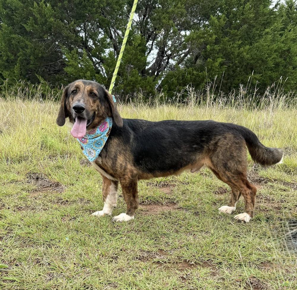 Enlarge Bob, a Adoptable Basset Hound in Rockland, WI image 3/6