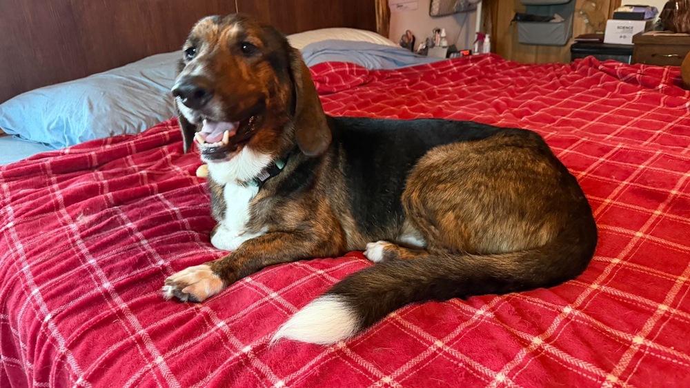 Enlarge Bob, a Adoptable Basset Hound in Rockland, WI image 4/6