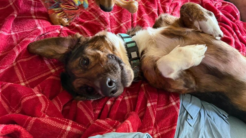 Enlarge Bob, a Adoptable Basset Hound in Rockland, WI image 5/6