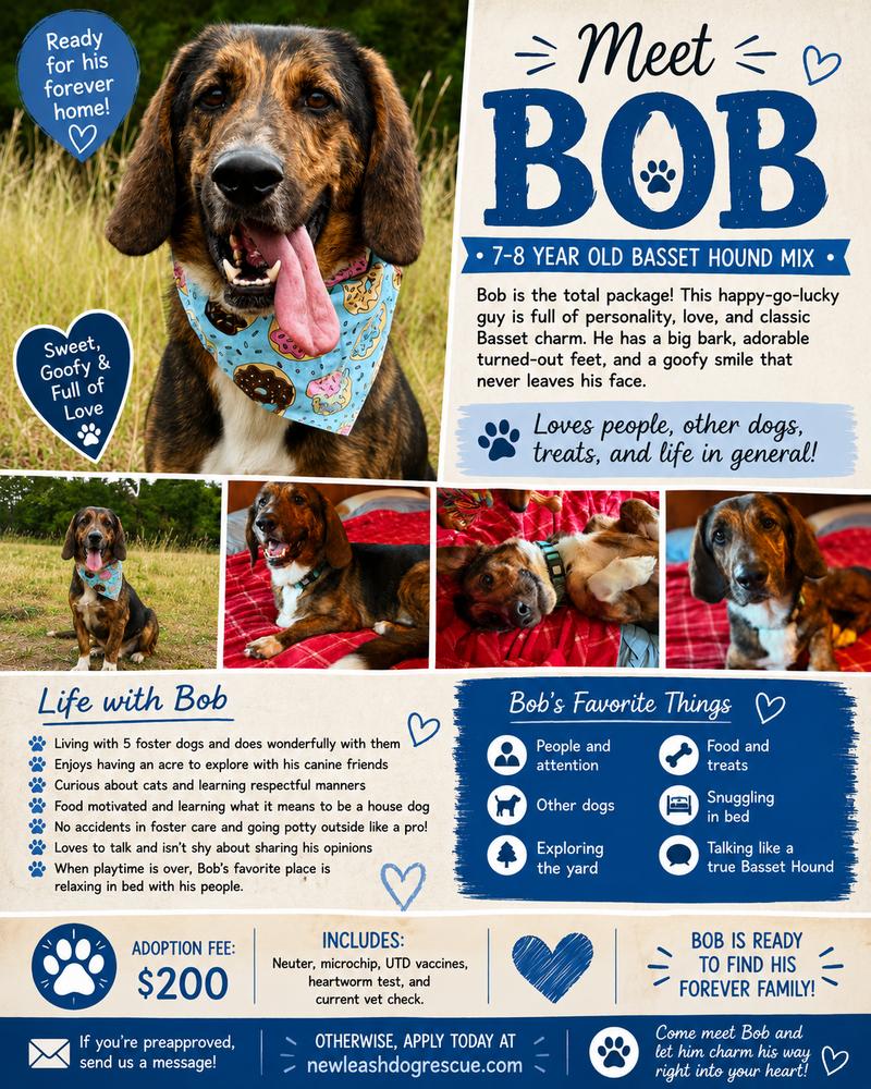 Enlarge Bob, a Adoptable Basset Hound in Rockland, WI image 6/6
