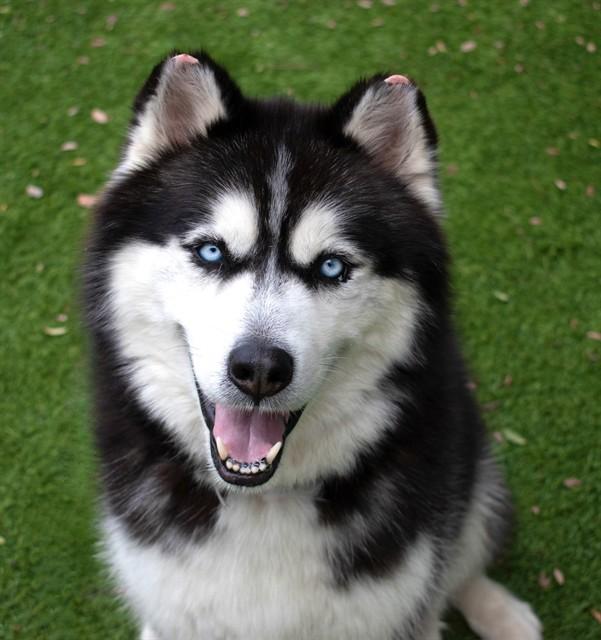 Enlarge OREO, a Adoptable Siberian Husky in Agoura, CA image 1/1