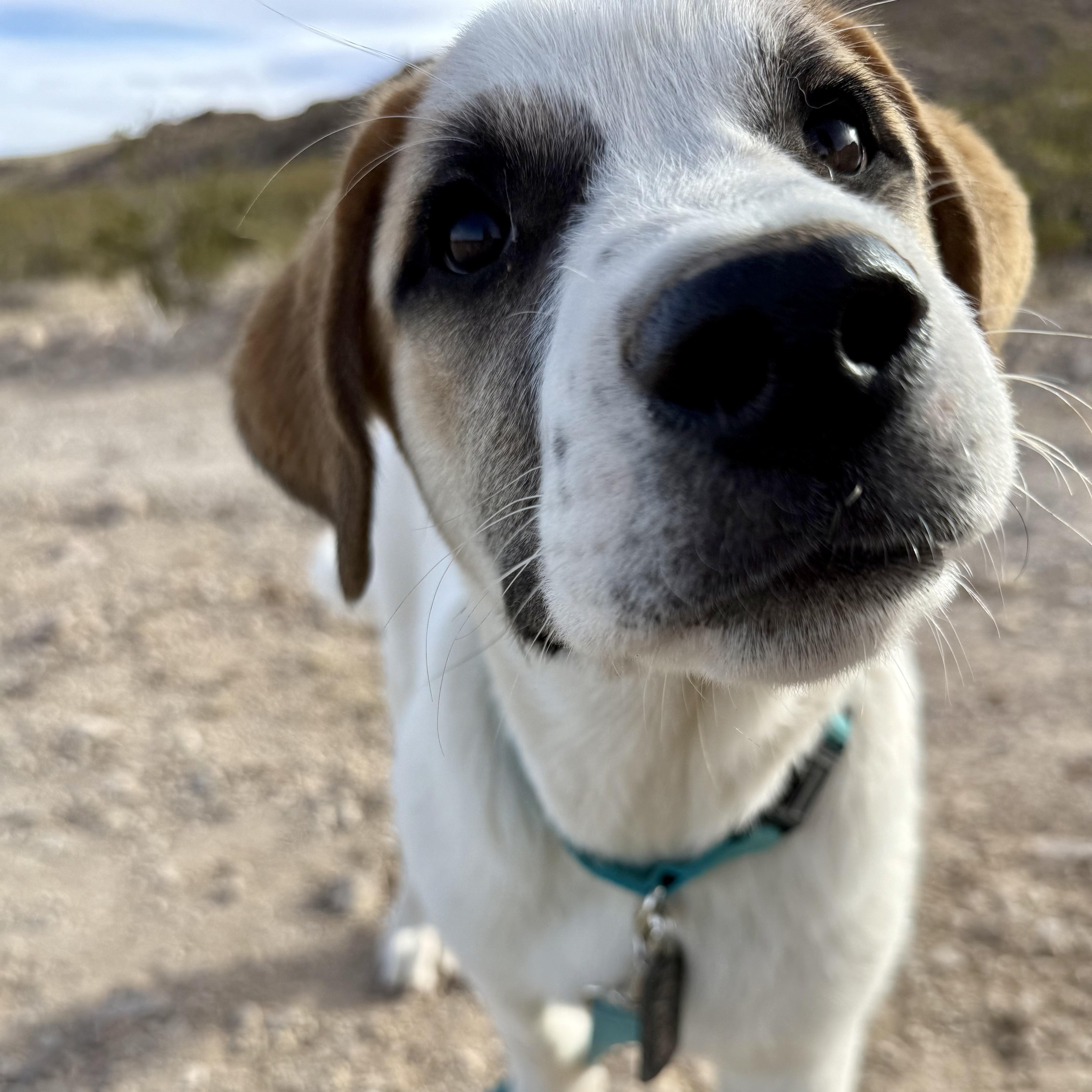 Nydas, ADOPTABLE, Puppy Male Anatolian Shepherd.