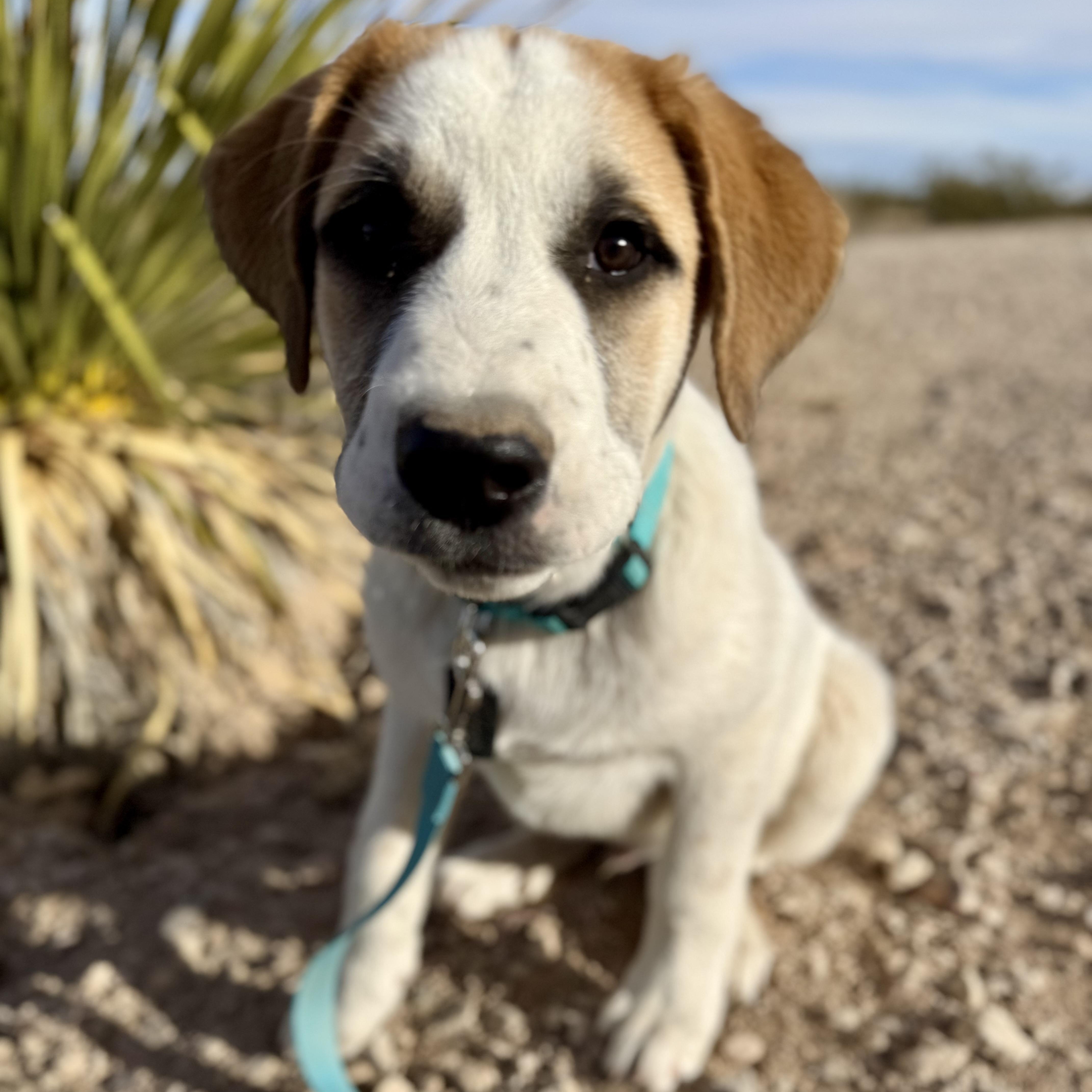 Enlarge Nydas, a ADOPTABLE mixed breed in Marfa, TX image 4/4