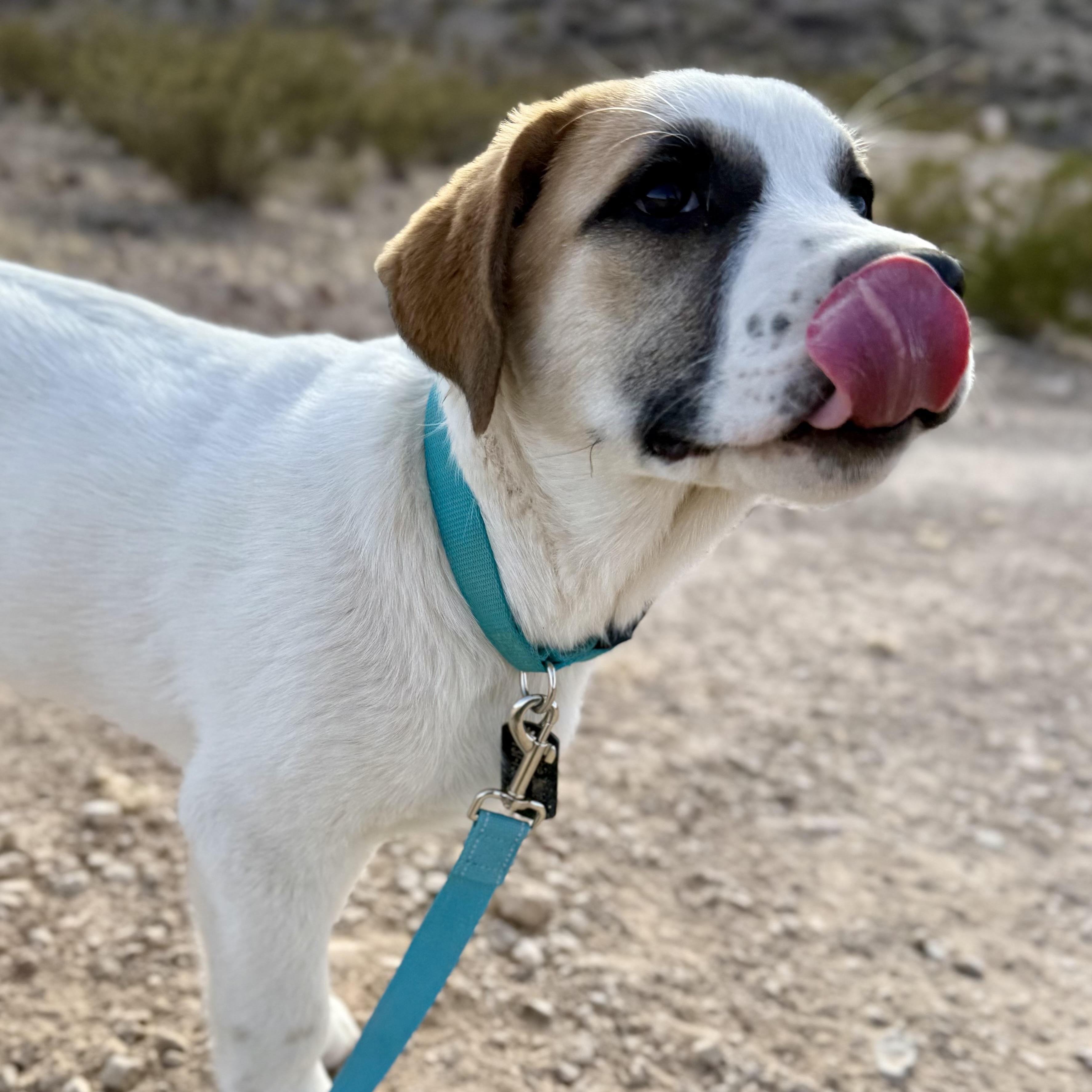 Enlarge Nydas, a ADOPTABLE mixed breed in Marfa, TX image 2/4