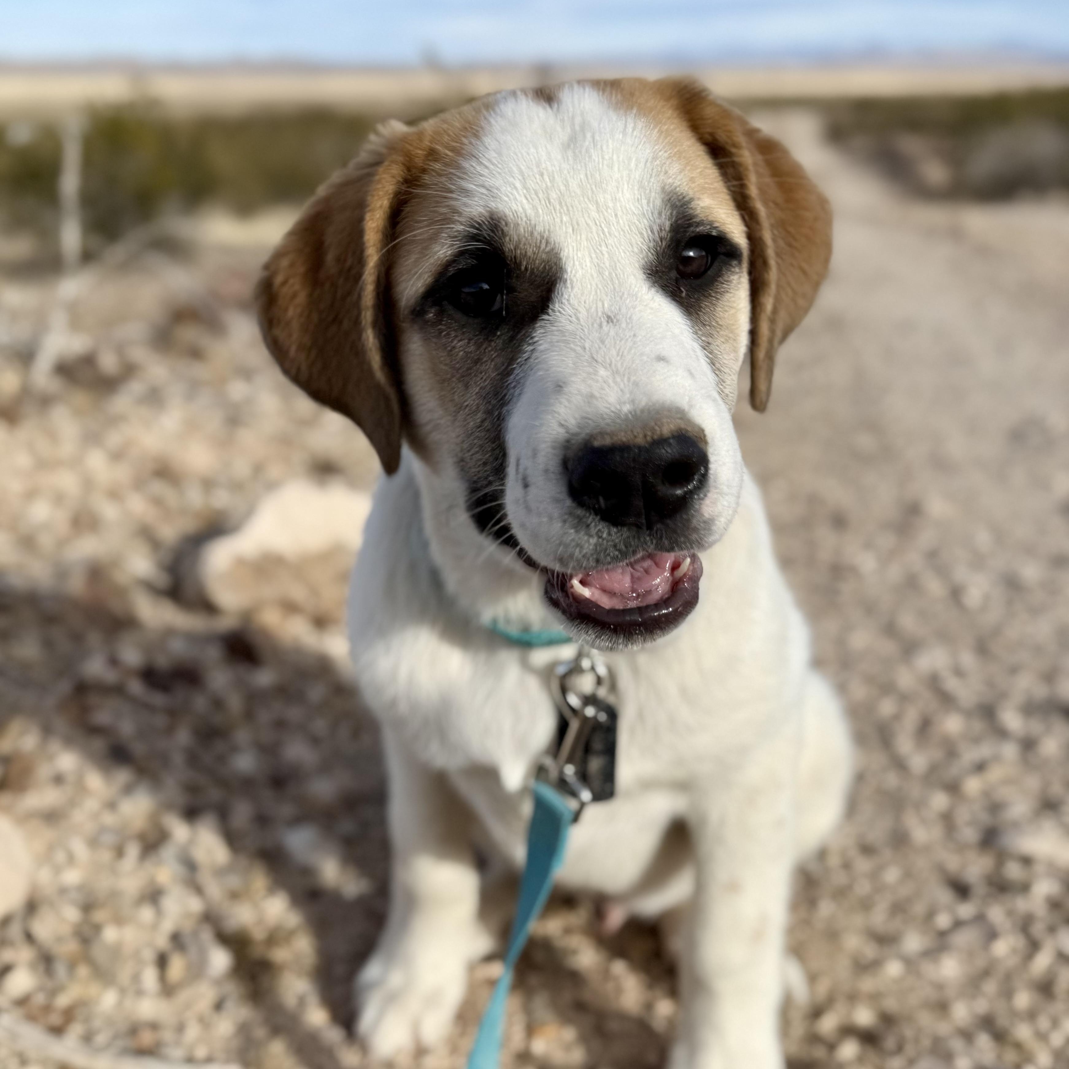 Enlarge Nydas, a ADOPTABLE mixed breed in Marfa, TX image 3/4