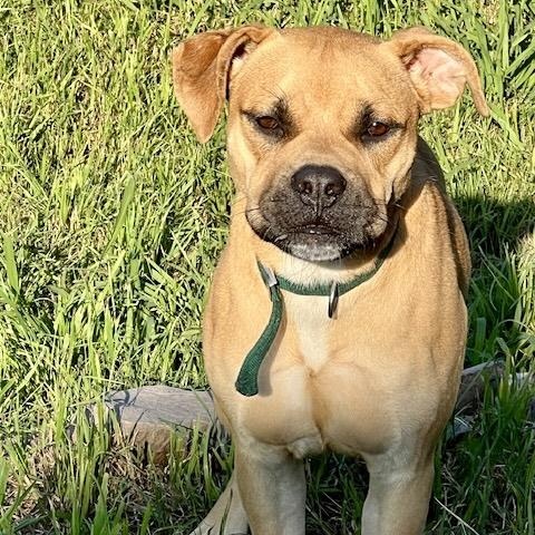 Enlarge Sugar, a Adoptable mixed breed in Hamel, IL image 5/6