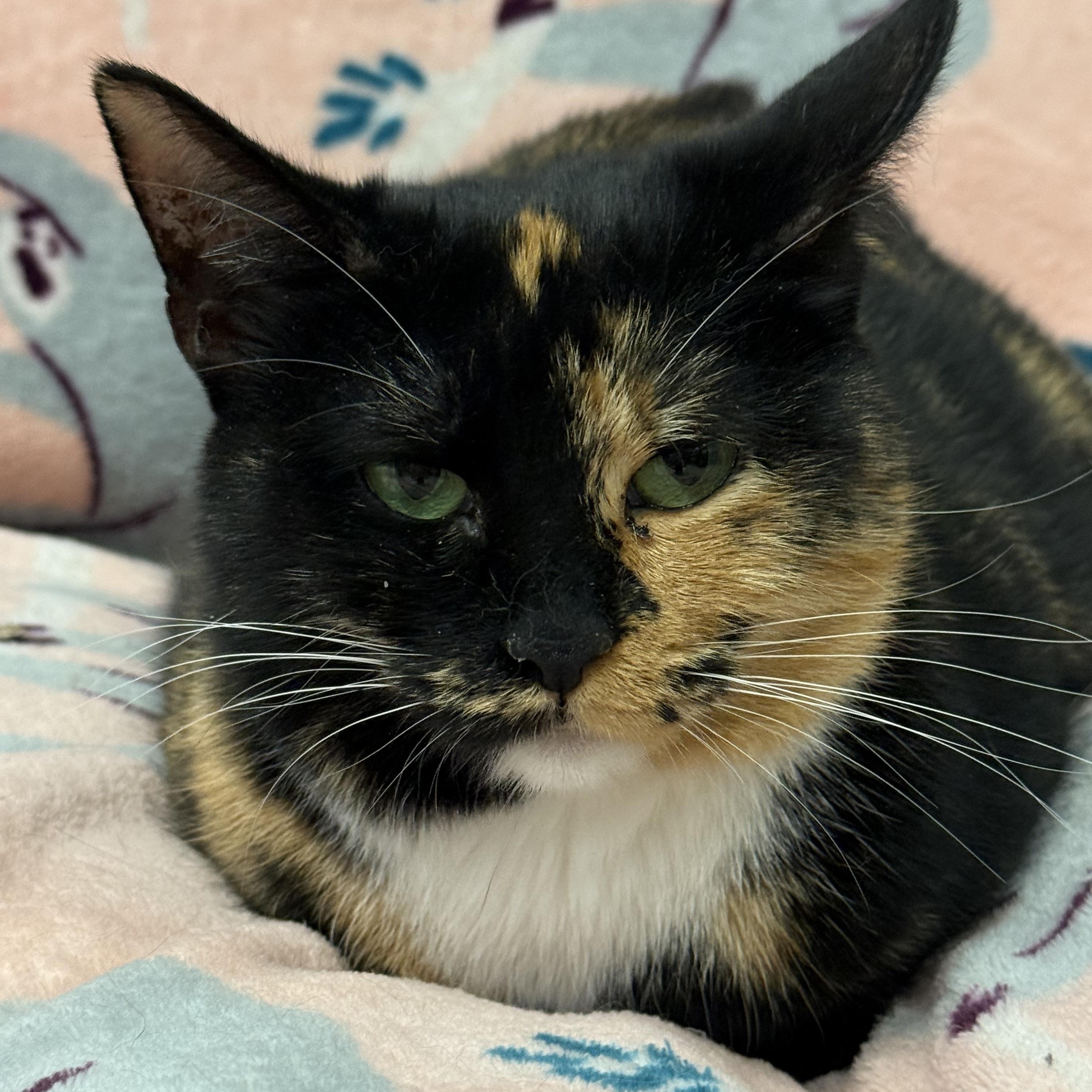 Enlarge Suzanne, a ADOPTABLE Calico in Plymouth, MA image 3/3