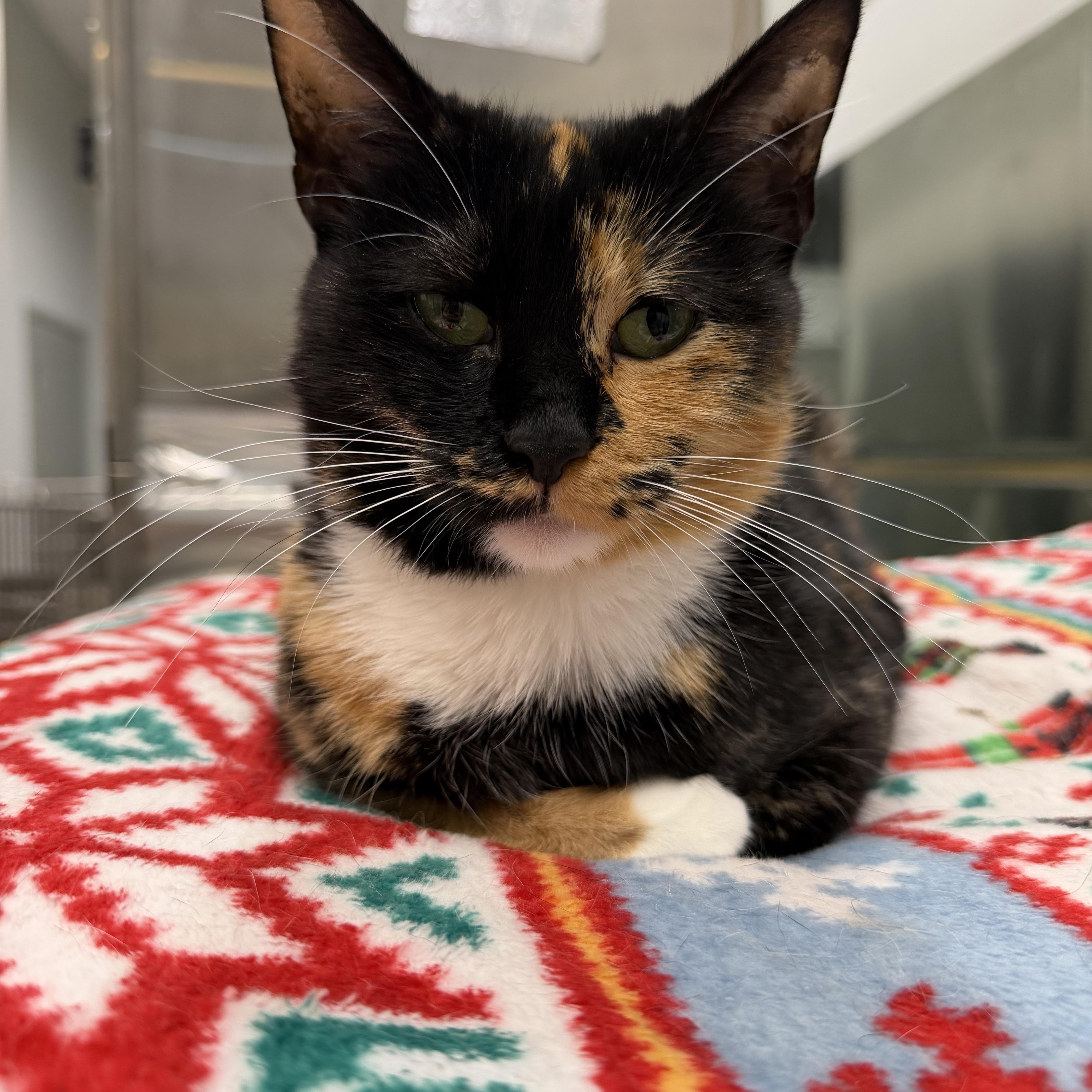 Suzanne, ADOPTABLE, Young Female Calico.