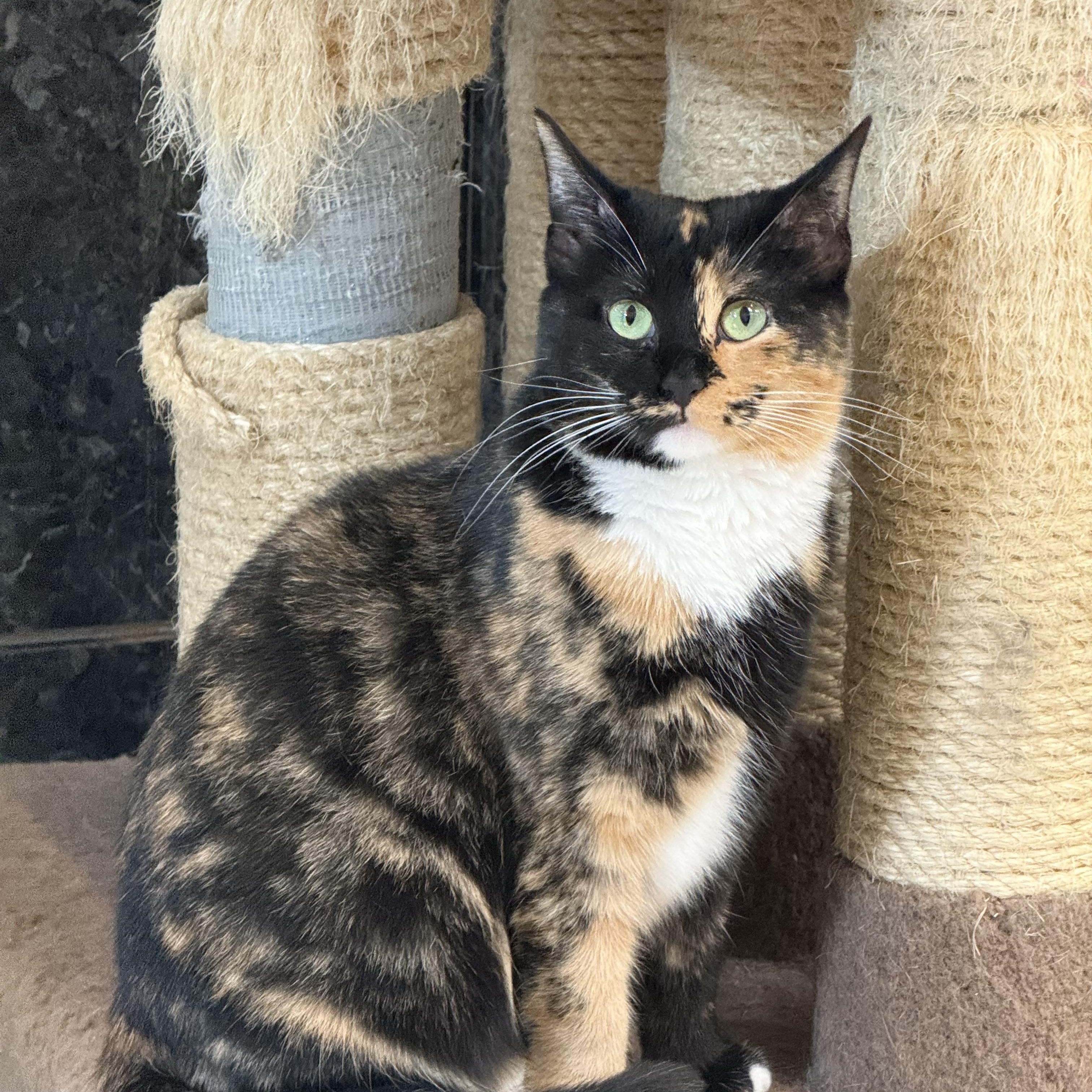 Suzanne, a ADOPTABLE Calico in Plymouth, MA image 2/5