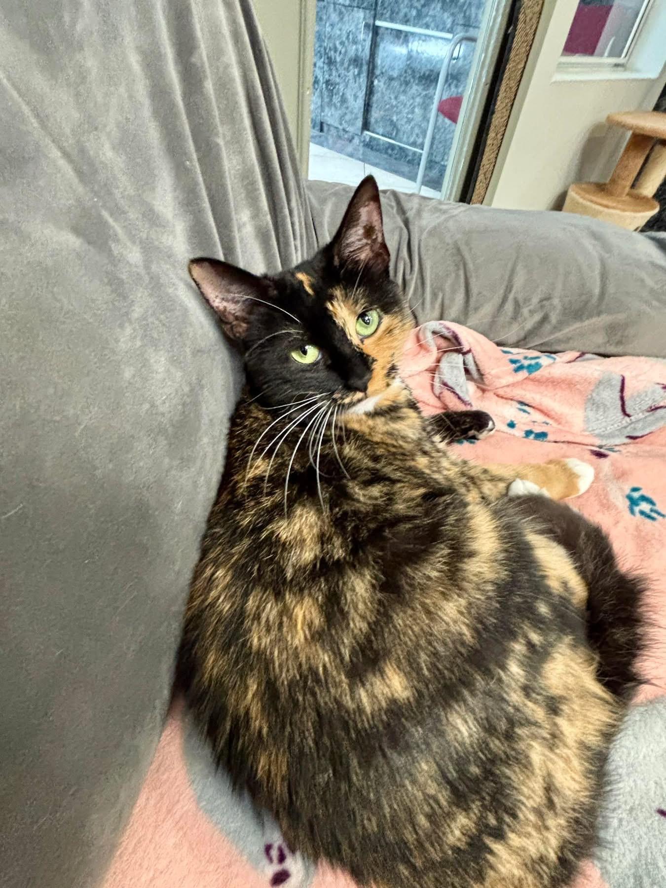 Enlarge Suzanne, a ADOPTABLE Calico in Plymouth, MA image 2/3