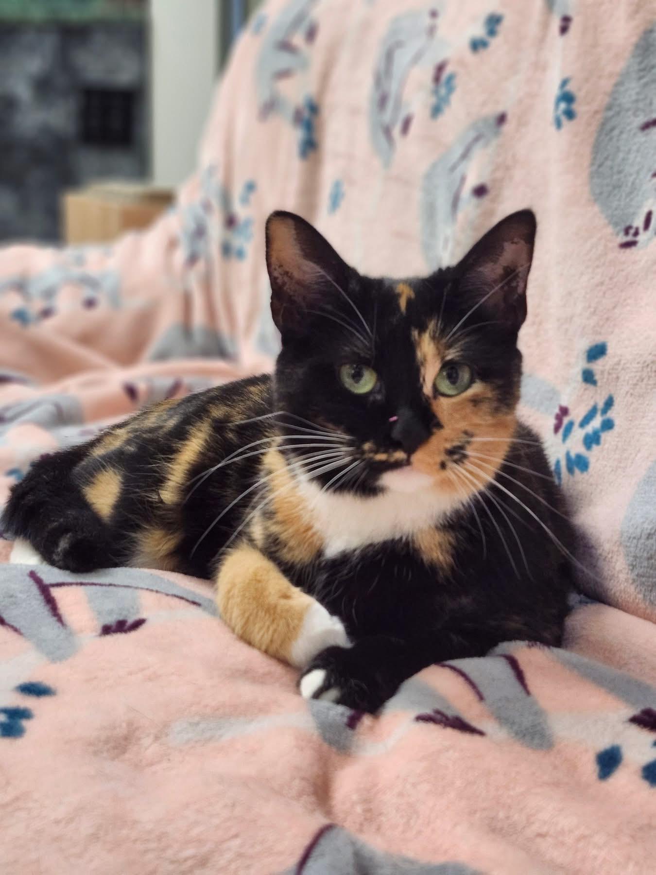 Suzanne, ADOPTABLE, Young Female Calico.