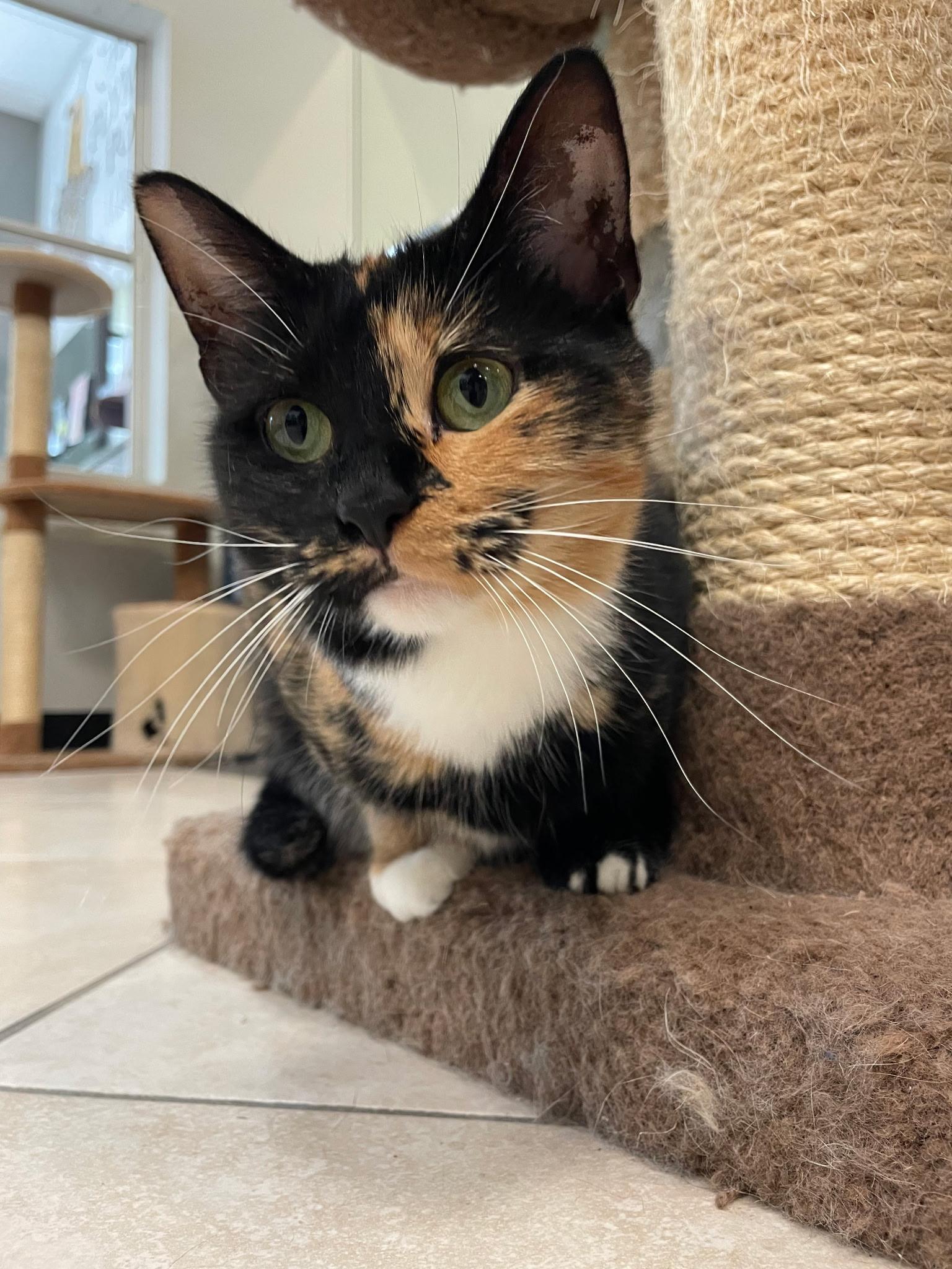 Suzanne, a ADOPTABLE Calico in Plymouth, MA image 3/5