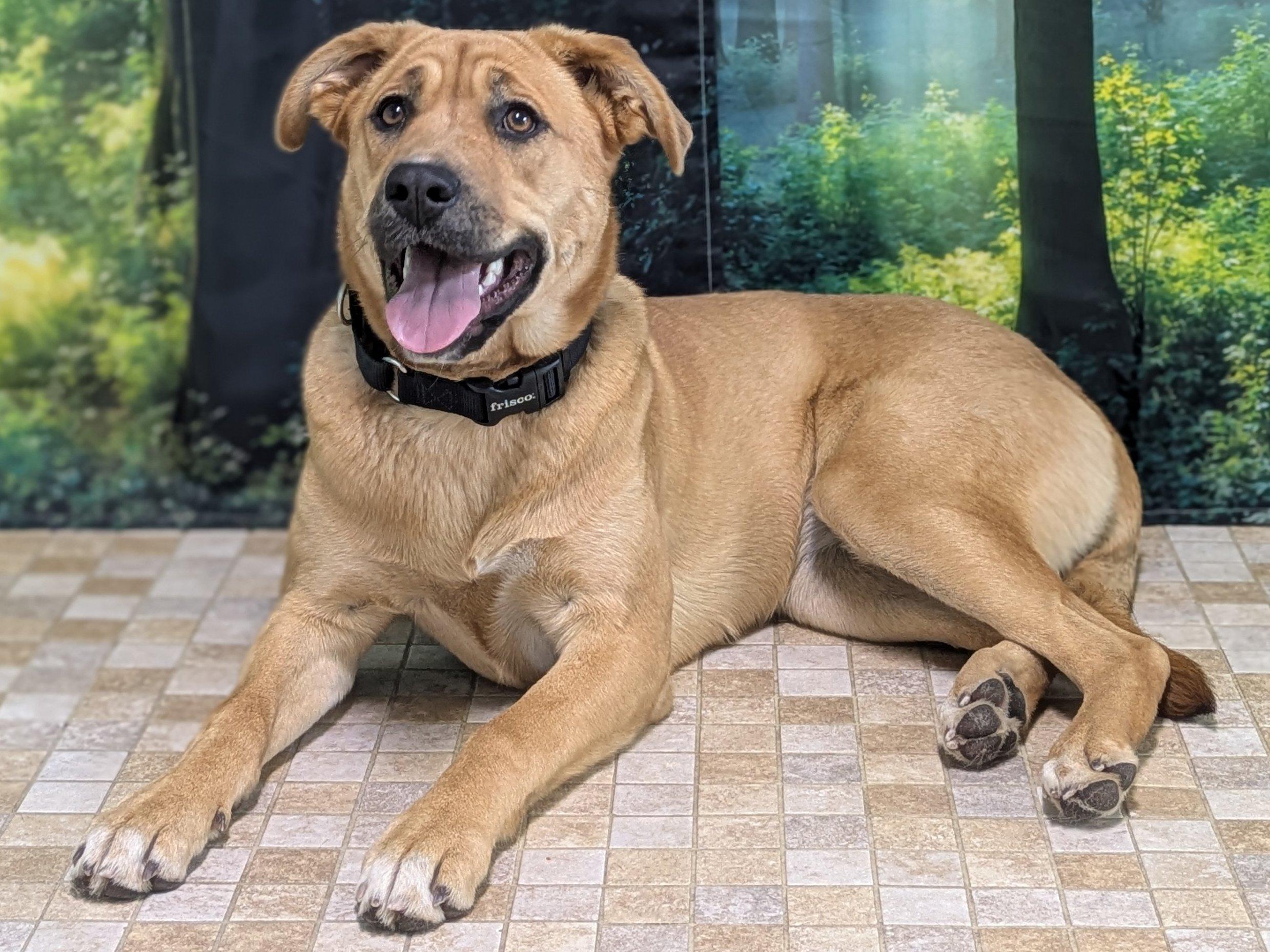 Harper, a ADOPTABLE mixed breed in Republic, WA image 2/6