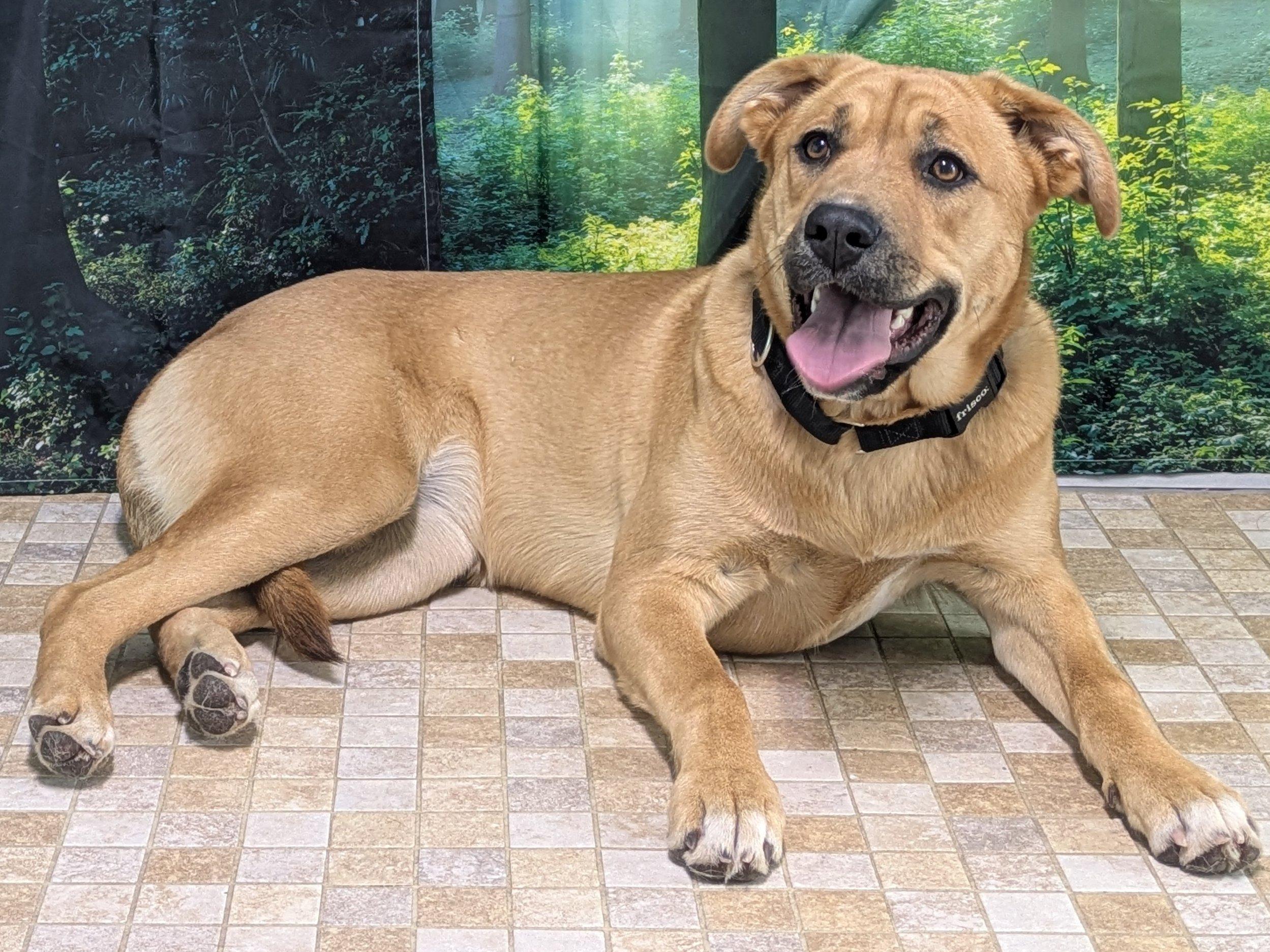 Harper, a ADOPTABLE mixed breed in Republic, WA image 5/6