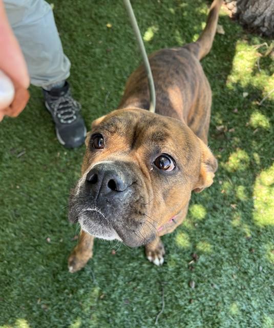 Star, a ADOPTABLE Pit Bull Terrier in Phoenix, OR image 5/5