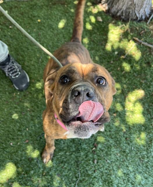 Star, a ADOPTABLE Pit Bull Terrier in Phoenix, OR image 2/5