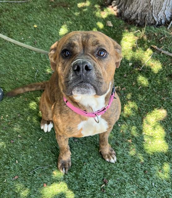Star, a ADOPTABLE Pit Bull Terrier in Phoenix, OR image 4/5