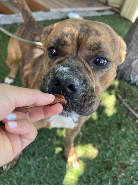 Star, a ADOPTABLE Pit Bull Terrier in Phoenix, OR image 3/5