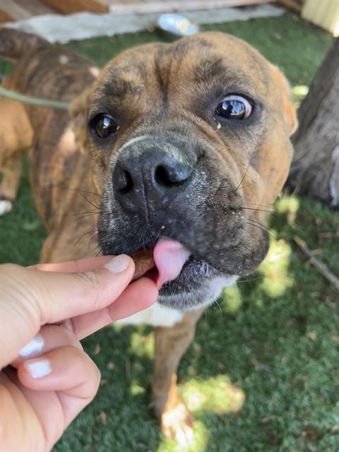 Star, ADOPTABLE, Young Female Pit Bull Terrier.