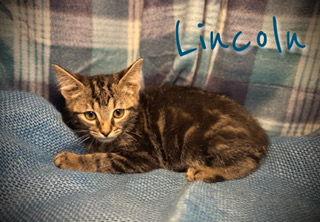 Lincoln, Adoptable, Young Male Domestic Short Hair & Tabby.