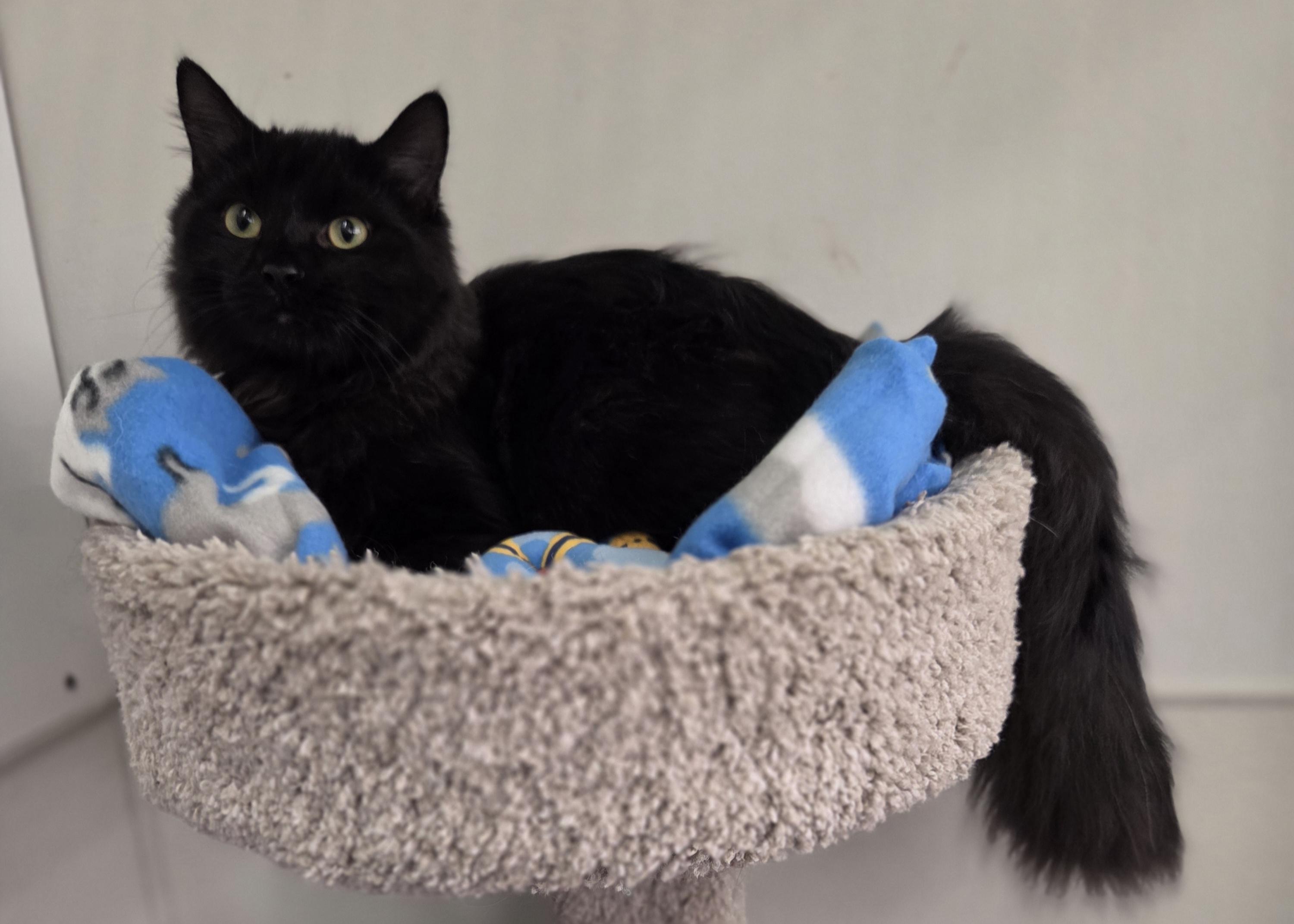 Rockingham, Adoptable, Young Male Domestic Short Hair.