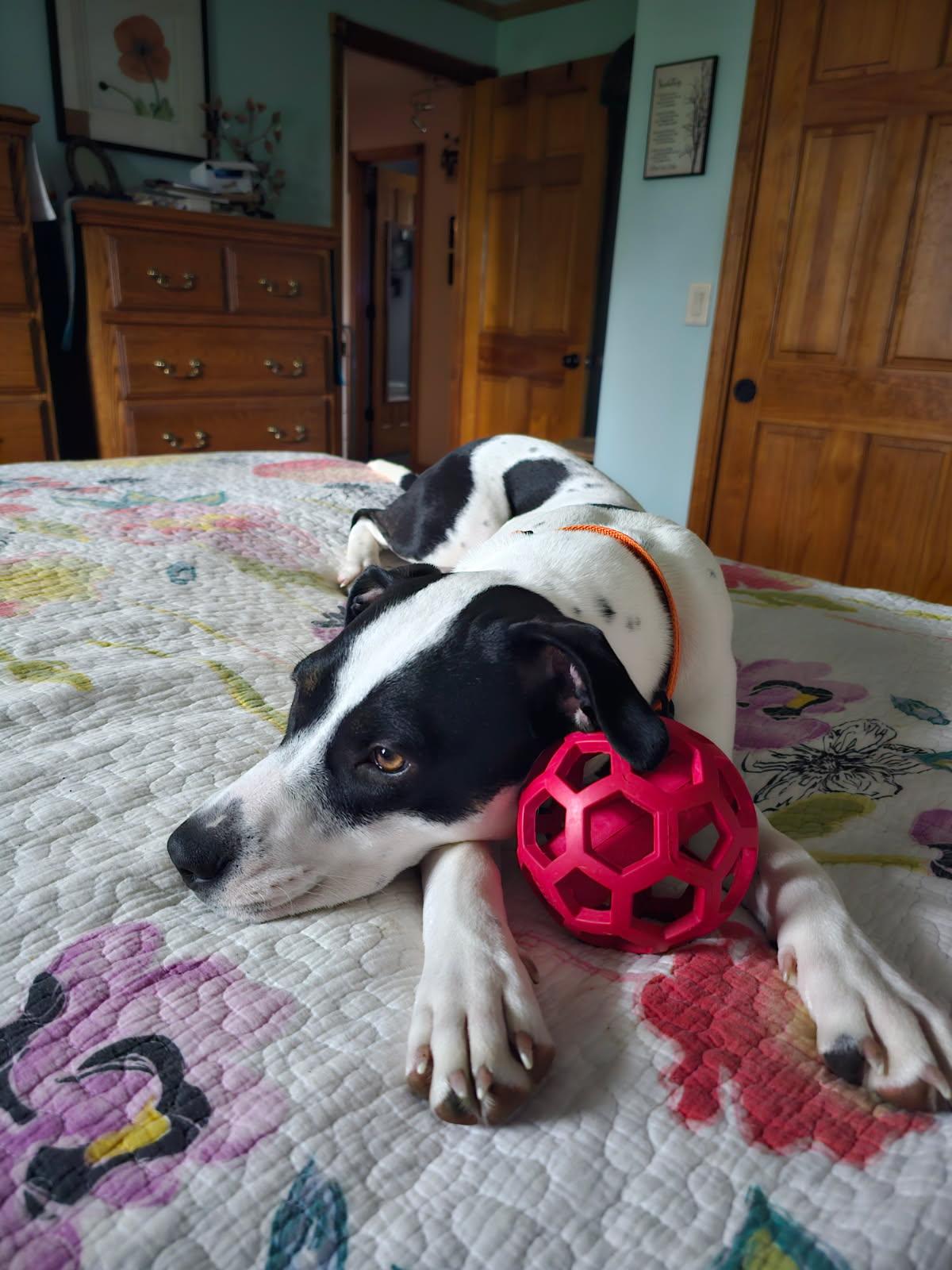 Enlarge Pebbles, a Adoptable mixed breed image 6/6