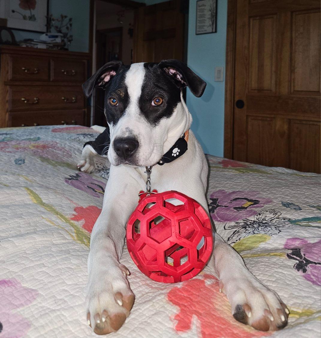 Enlarge Pebbles, a Adoptable mixed breed image 4/6