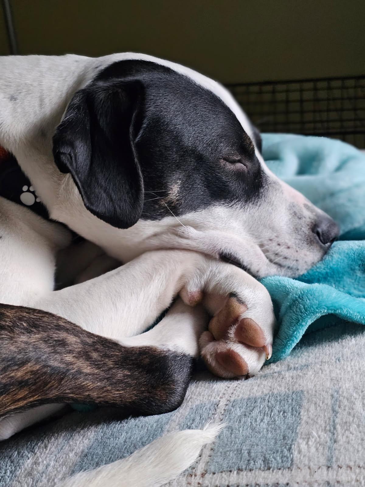 Enlarge Pebbles, a Adoptable mixed breed image 5/6