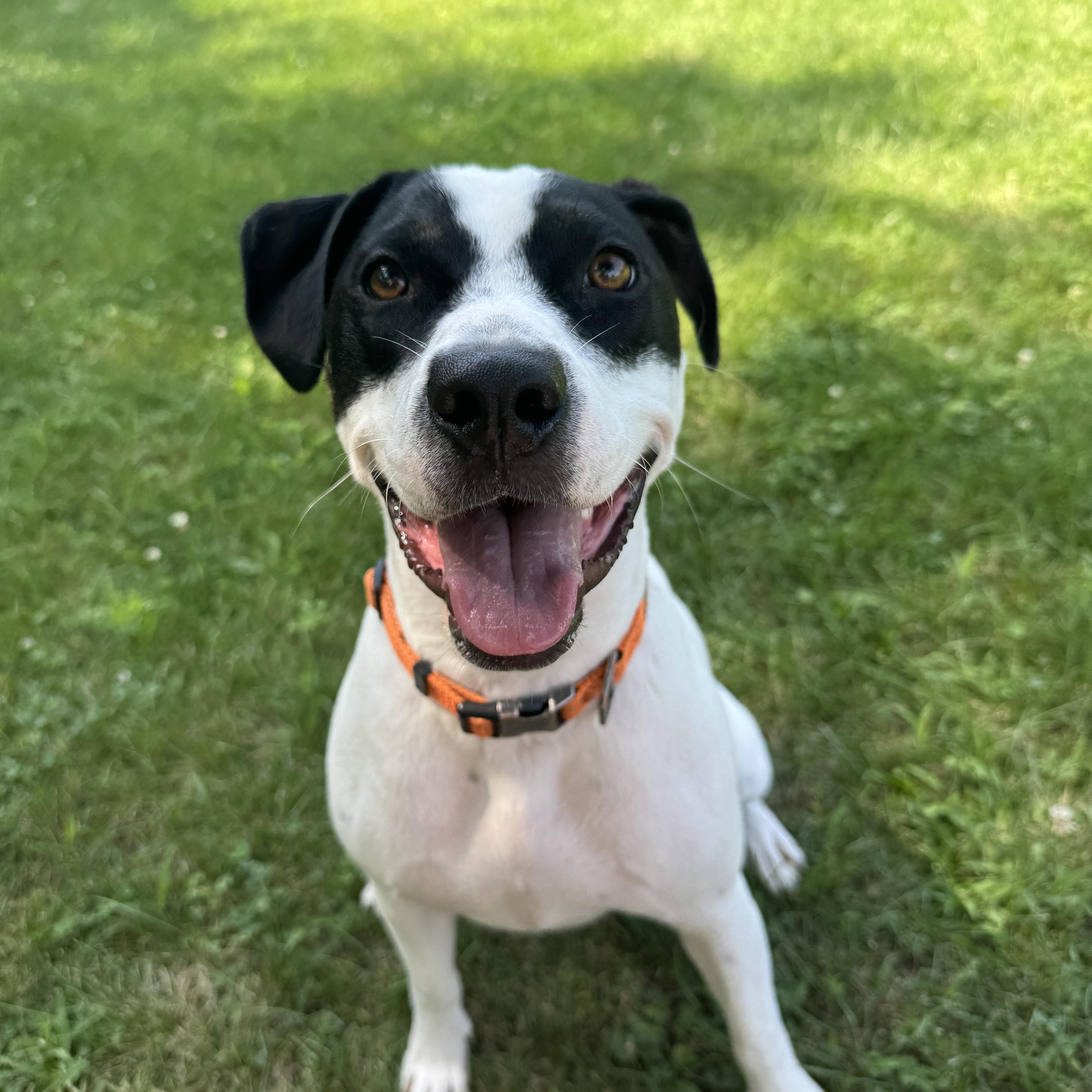 Pebbles, Adoptable, Adult Female Pit Bull Terrier.