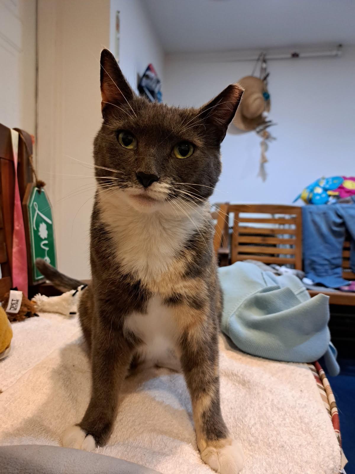 Enlarge Marbles, a Adoptable Dilute Calico in Closter, NJ image 1/4