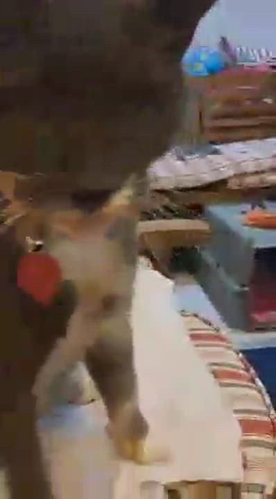 Enlarge Marbles, a Adoptable Dilute Calico in Closter, NJ video 2/4