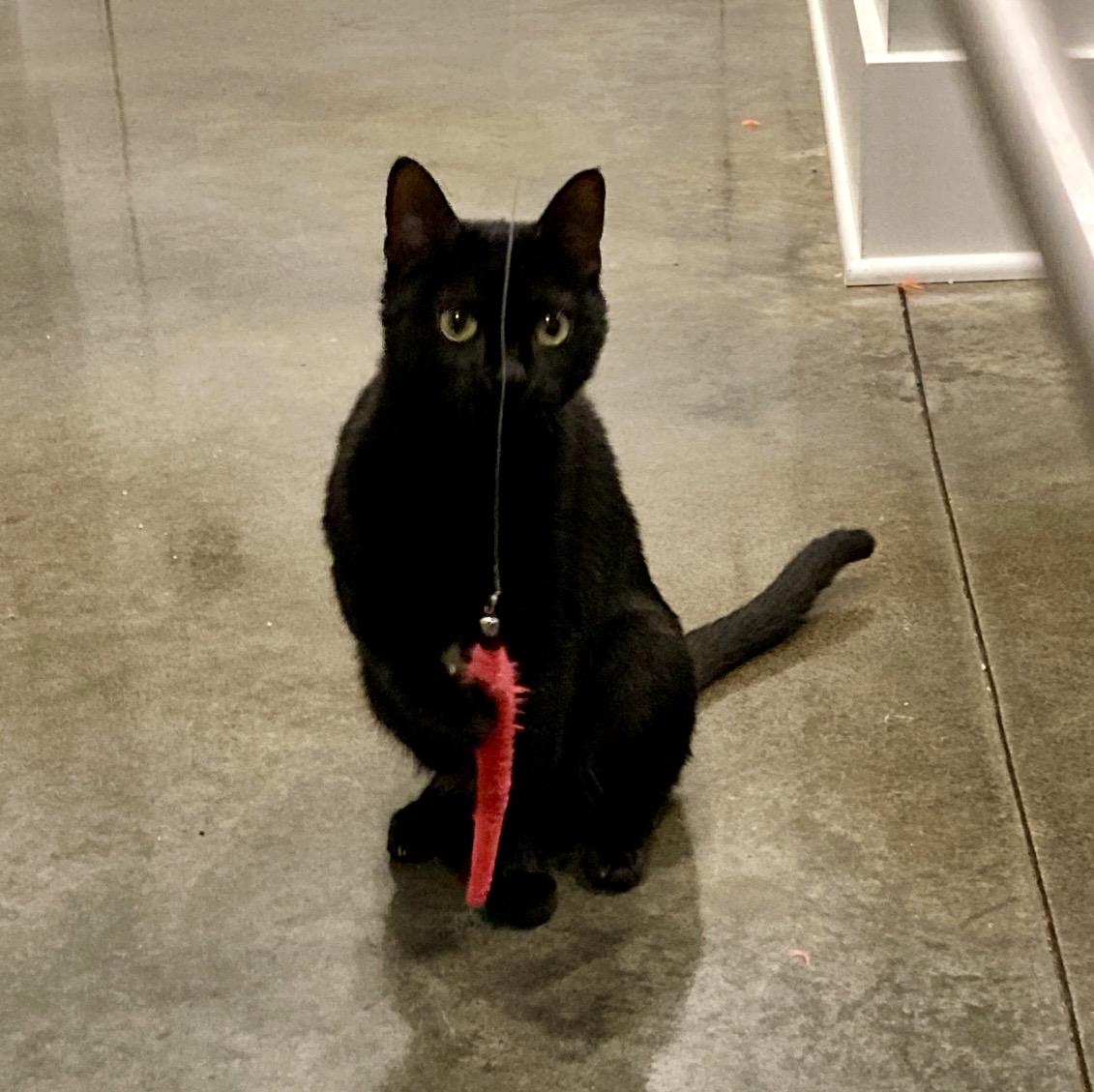 Enlarge Hannah, a ADOPTABLE Domestic Short Hair in Easley, SC image 4/4