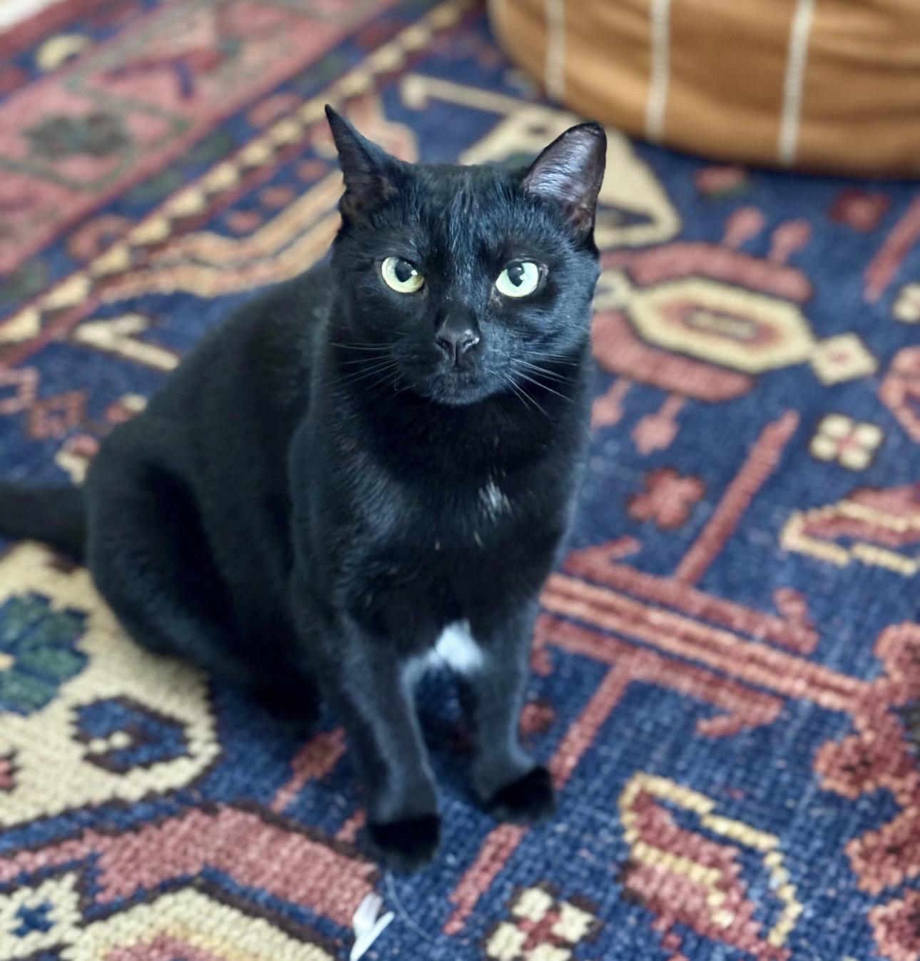 Hannah, ADOPTABLE, Young Female Domestic Short Hair.