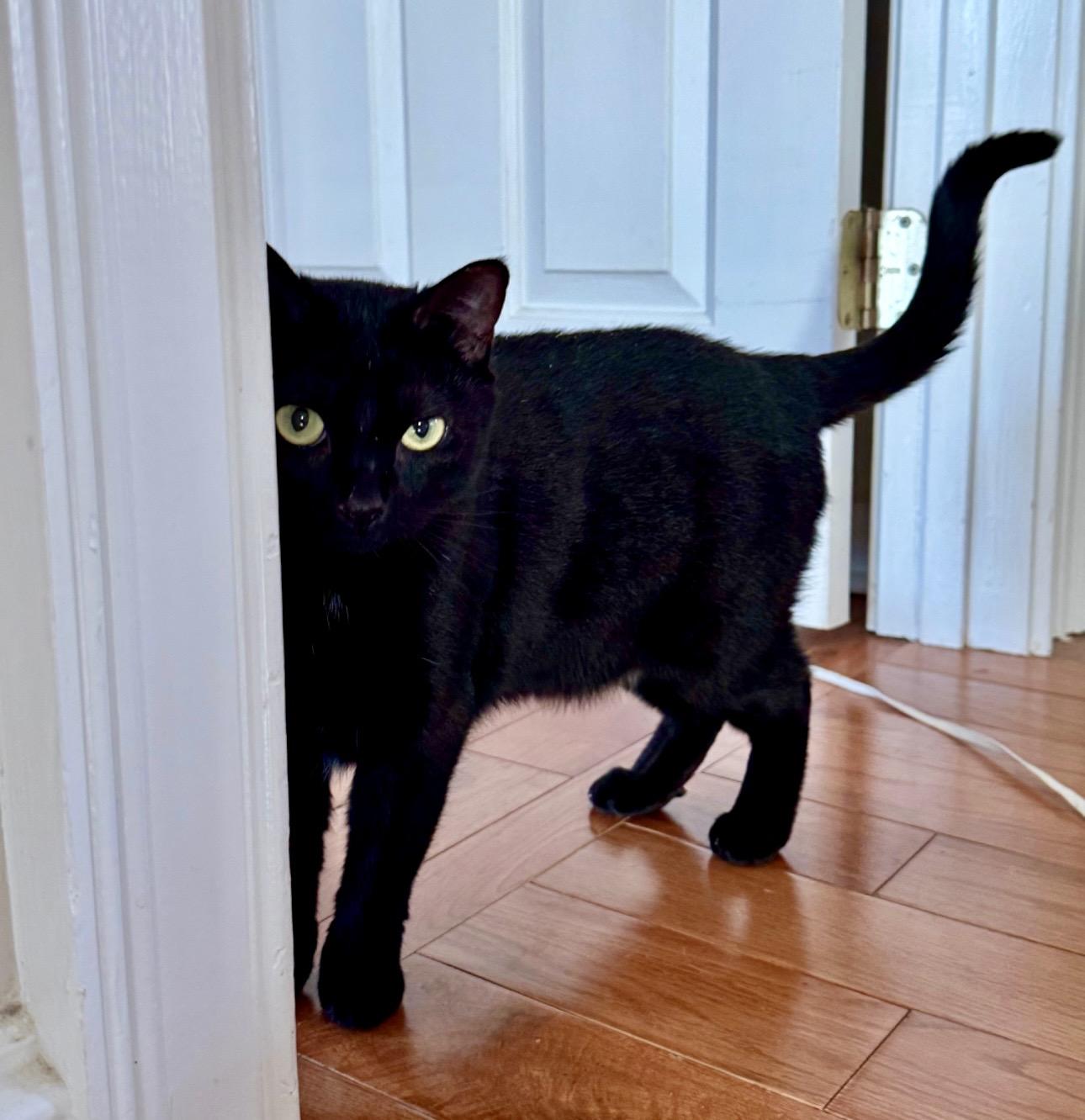 Enlarge Hannah, a ADOPTABLE Domestic Short Hair in Easley, SC image 2/4