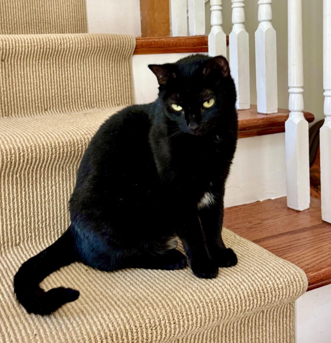 Enlarge Hannah, a ADOPTABLE Domestic Short Hair in Easley, SC image 3/4