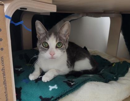 Bella, Adoptable, Senior Female Domestic Short Hair & Domestic Short Hair.