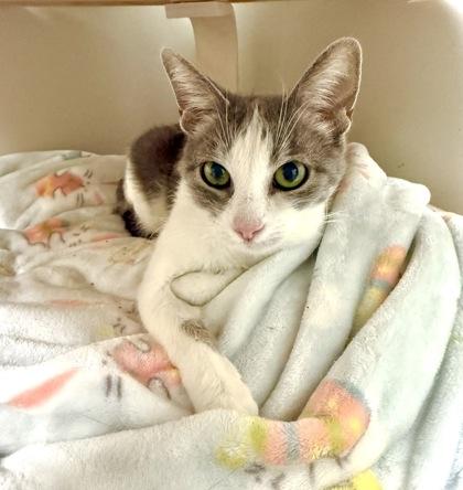 Enlarge Bella, a Adoptable Domestic Short Hair in Neenah, WI image 2/3