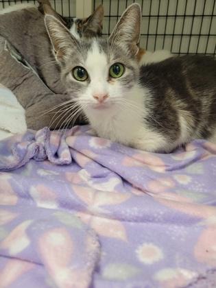 Enlarge Bella, a Adoptable Domestic Short Hair in Neenah, WI image 3/3