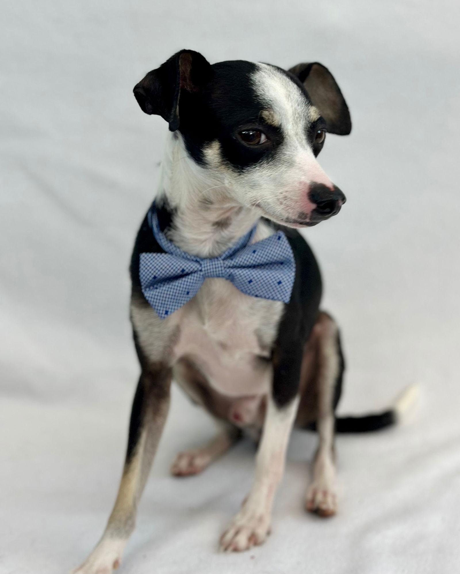 Enlarge Iggy, a Adopted Italian Greyhound in Palo Alto, CA image 1/3
