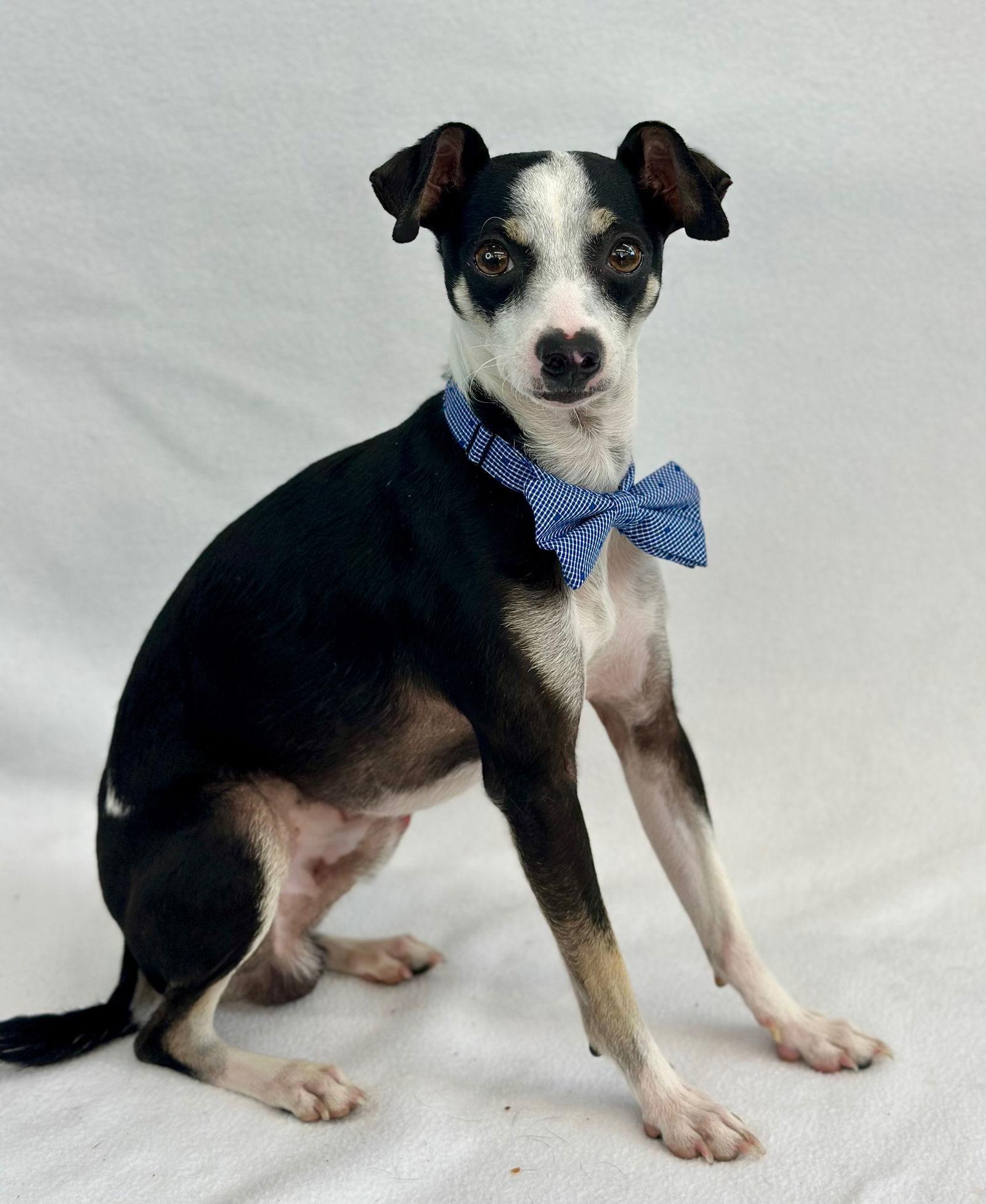 Enlarge Iggy, a Adopted Italian Greyhound in Palo Alto, CA image 2/3