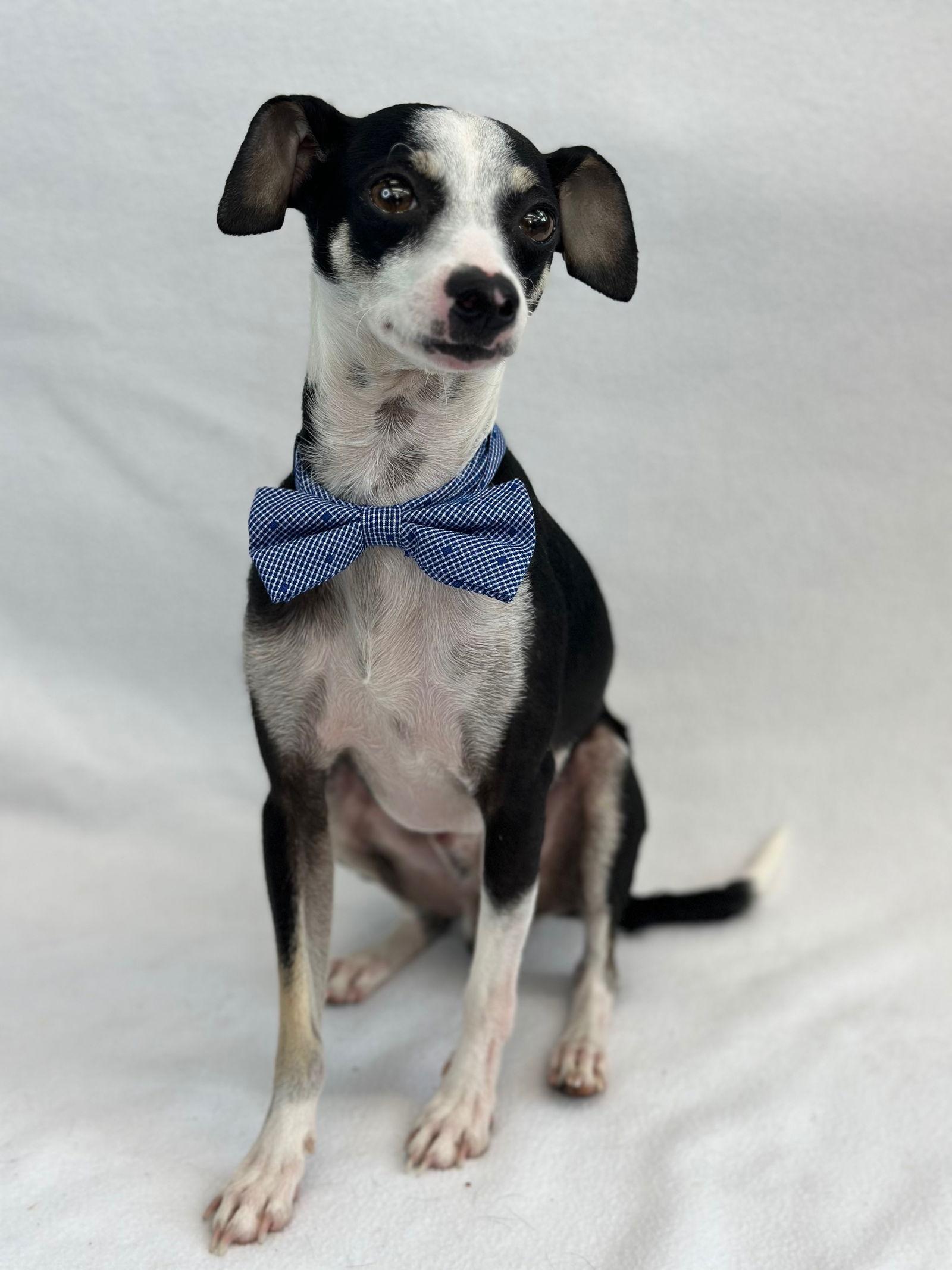 Enlarge Iggy, a Adopted Italian Greyhound in Palo Alto, CA image 3/3