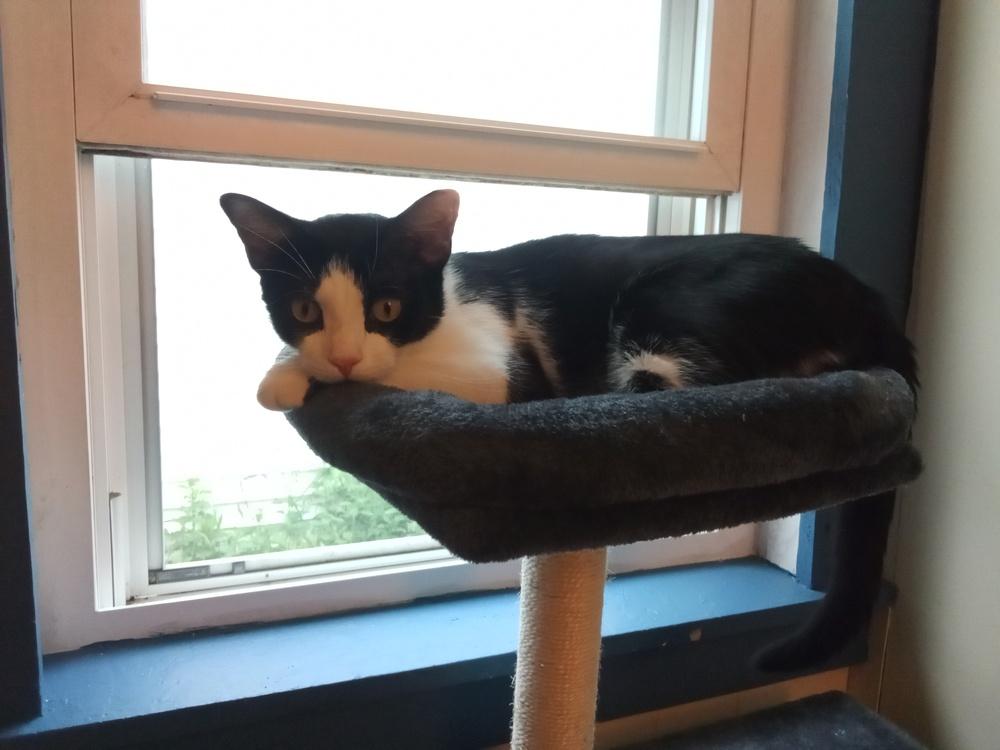 Enlarge Waste Not, a Adoptable mixed breed in Terryville, CT image 2/6