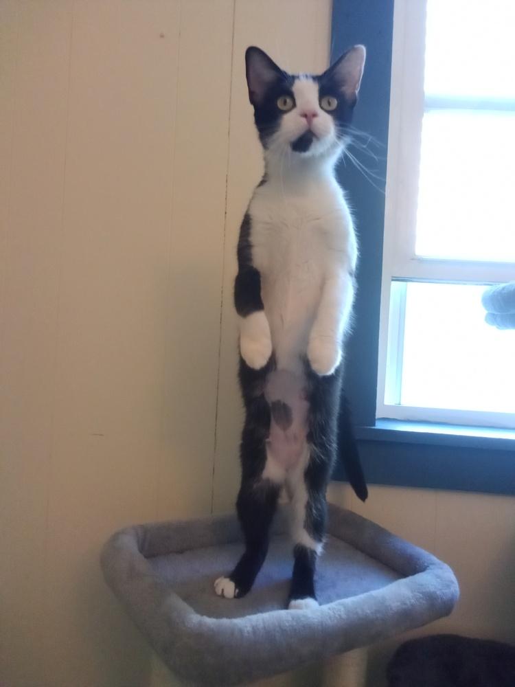 Waste Not, Adoptable, Young Female Domestic Short Hair.