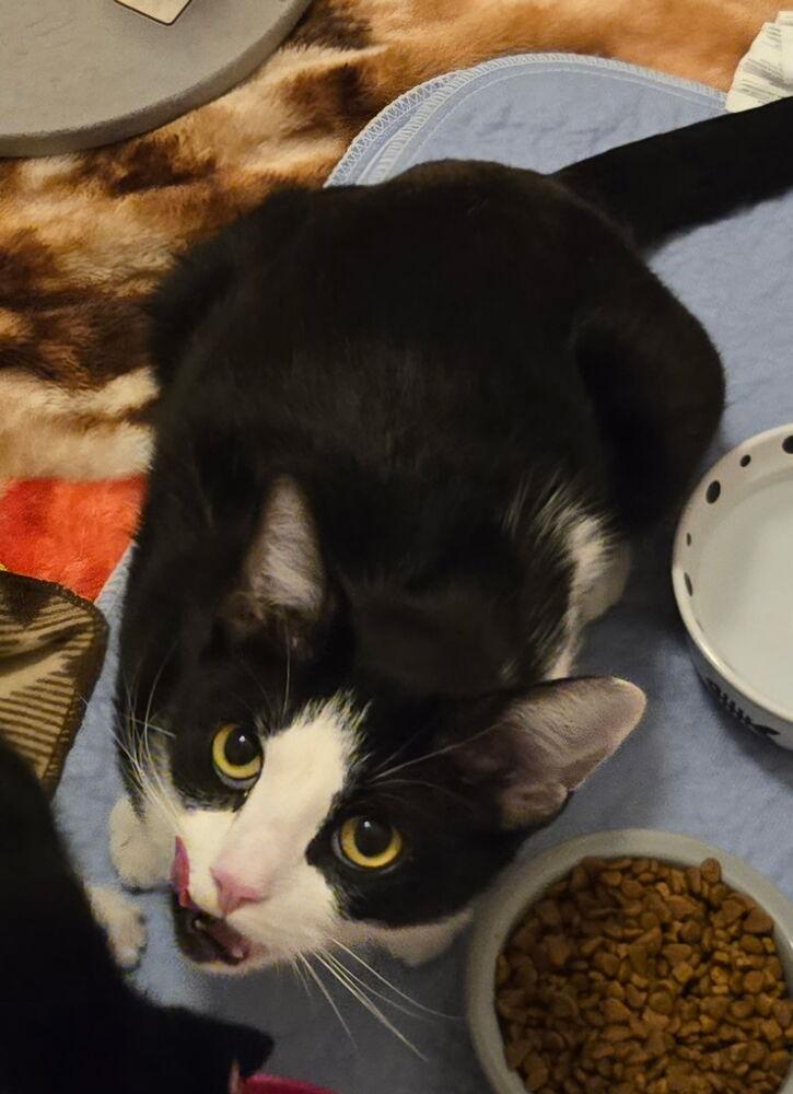 Enlarge Waste Not, a Adoptable mixed breed in Terryville, CT image 5/6